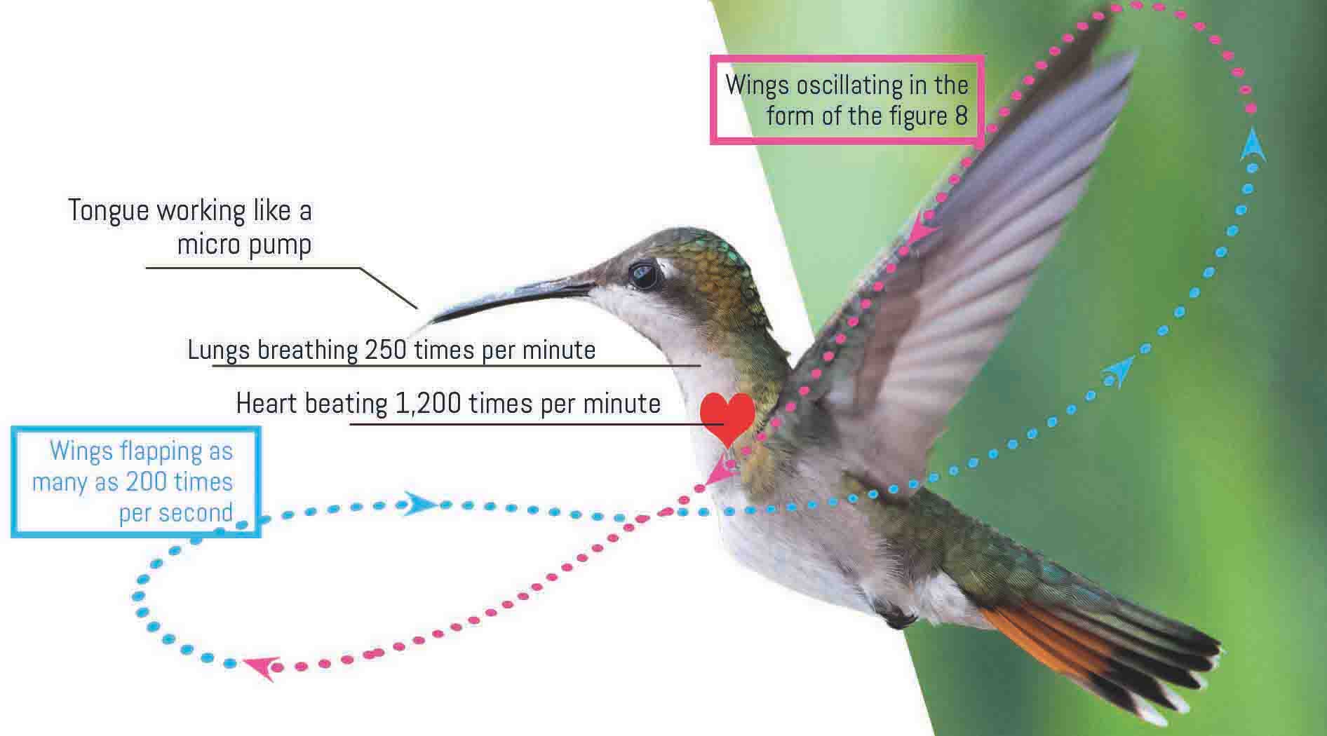 Hummingbird